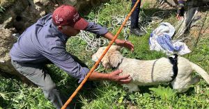 Rescatan a perrito que cay&oacute; a pozo en San Luis Tehuiloyocan