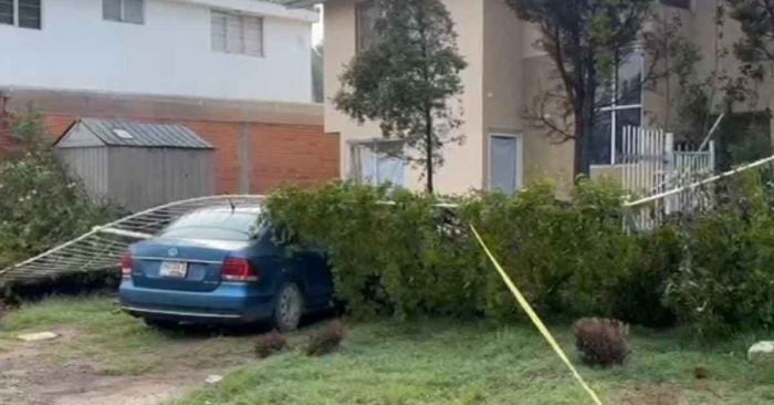 Atiende gobierno de San Pedro Cholula ca&iacute;da de &aacute;rbol en conjunto habitacional Arco&iacute;ris