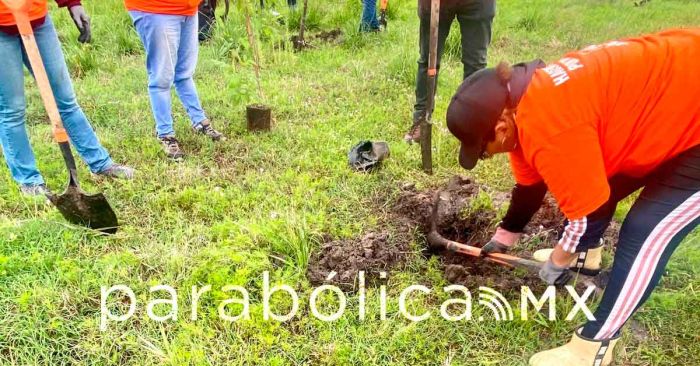 Realiza ayuntamiento dos jornadas de plantaci&oacute;n de &aacute;rboles en esta semana
