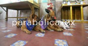 Arranca la campaña de vacunación antirrábica en Atlixco