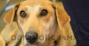 Llevan jornada de bienestar animal a colonia Miravalle