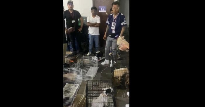 Decomisa la SGG 12 animales en Analco