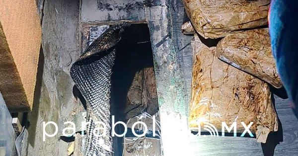 Detienen en Sonora a dos hombres que transportaban cerca de 50 kilos de hero&iacute;na