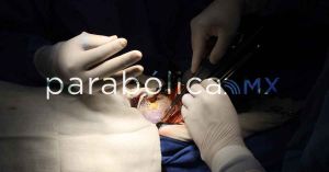 Exhibe Nay Salvatori negligencia en FGE que impide trasplante de &oacute;rganos