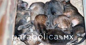 Nacen 5 coyotes en Flor del Bosque; preservan la vida silvestre