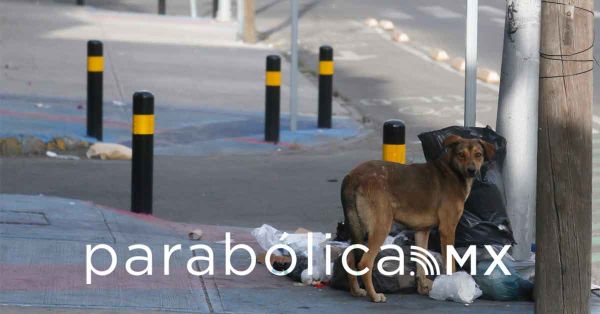 Detectan miasis por gusano barrenador en un perro de Oaxaca