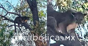 Alertan en Tehuac&aacute;n por avistamiento de un puma suelto