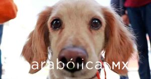 Programan para junio las jornadas de esterilización en Cuautlancingo
