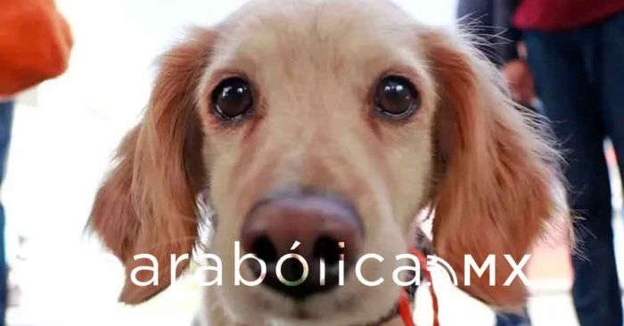 Programan para junio las jornadas de esterilización en Cuautlancingo