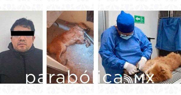 Colabora IBA con la FGE en el caso de crueldad al perrito Chon