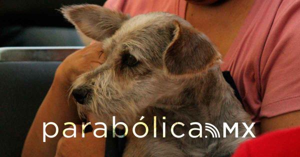 Las mascotas escalan a lo alto de la pir&aacute;mide social