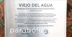 Anuncia Clara Brugada un Plan de Protección y Conservación de los Árboles de la CDMX