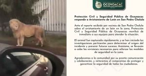Capturan a león que paseaba en calles de Ocoyoacac