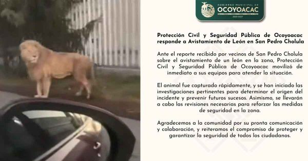 Capturan a león que paseaba en calles de Ocoyoacac