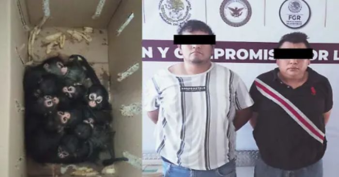 Recuperan nueve cr&iacute;as de mono ara&ntilde;a en Tabasco, era transportado ilegalmente