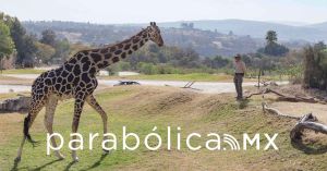 Celebra Africam Safari un año de la llegada de Benito
