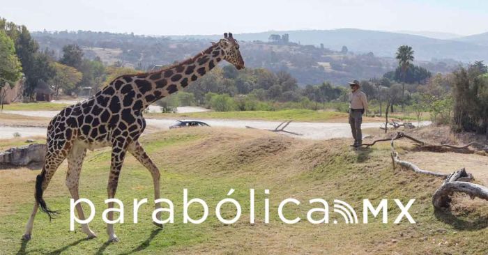 Celebra Africam Safari un año de la llegada de Benito