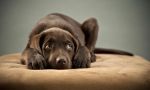 Incre&iacute;ble: Consejos para detectar el aburrimiento de las mascotas