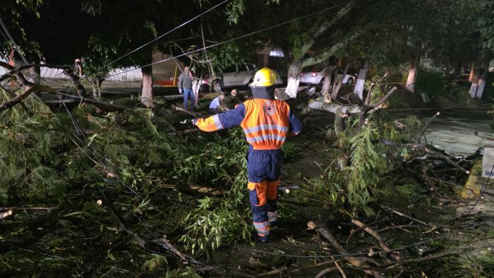 Atiende Gobierno de la Ciudad caída de árbol en Lomas del Mármol