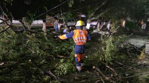 Atiende Gobierno de la Ciudad ca&iacute;da de &aacute;rbol en Lomas del M&aacute;rmol