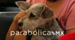 Promueve ayuntamiento salud y cuidado animal en San José Los Cerritos