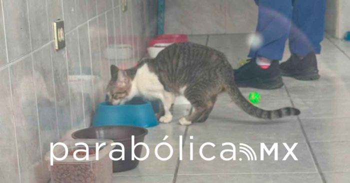 Mantiene Bienestar Animal en resguardo gatitos del &ldquo;Caso Michigan&rdquo;