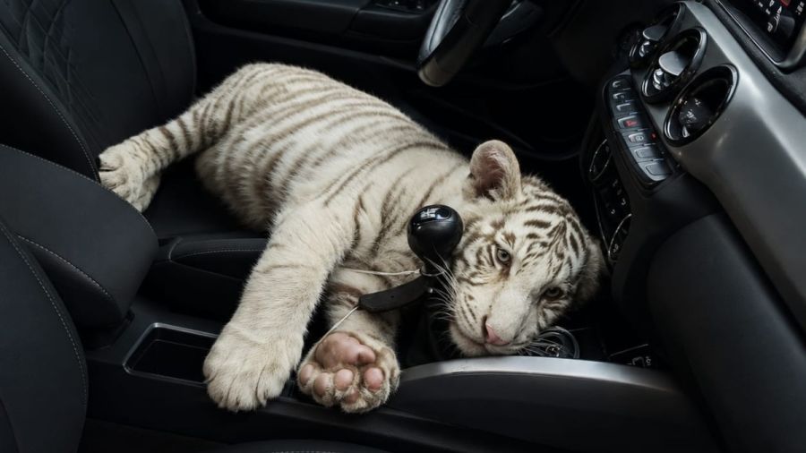 Capturan polic&iacute;as capitalinos a sujeto con cr&iacute;a de tigre blanco