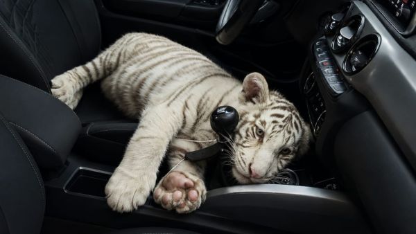 Capturan polic&iacute;as capitalinos a sujeto con cr&iacute;a de tigre blanco