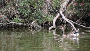 &iexcl;Cuidado con Baltazar! El peque&ntilde;o cocodrilo que ya tiene casa en Laguna