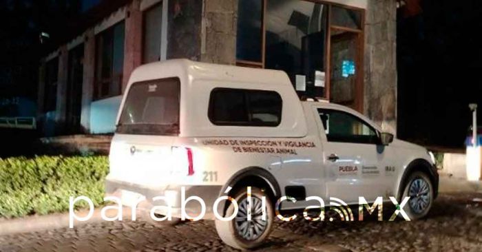 Atiende IBA de manera inmediata denuncia de crueldad animal en Haras del Bosque