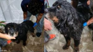 Vinculan a proceso a sujeto por maltrato animal de 7 caninos