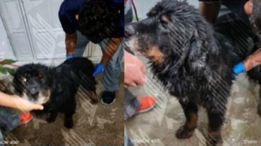 Vinculan a proceso a sujeto por maltrato animal de 7 caninos