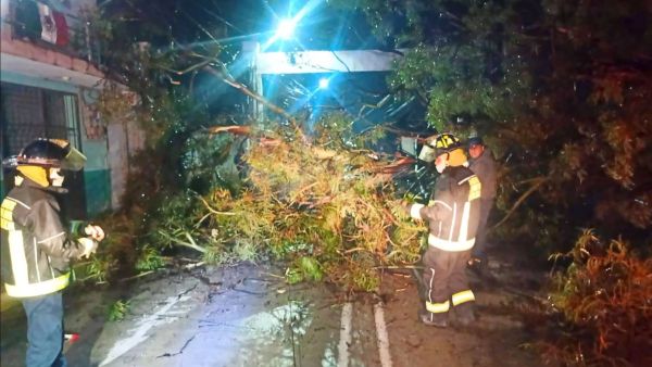 Protecci&oacute;n Civil de Texmelucan atendi&oacute; ca&iacute;da de &aacute;rbol en Tianguismanalco