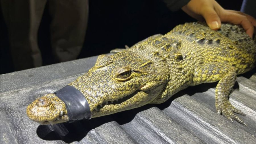 Trasladar&aacute;n a cocodrilo de Laguna de San Baltazar a Chiapas