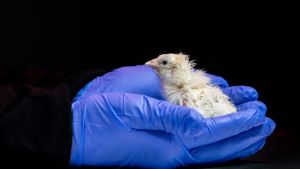 Como Jurassic Park: desarrollan aves con huevos impresos en 3D