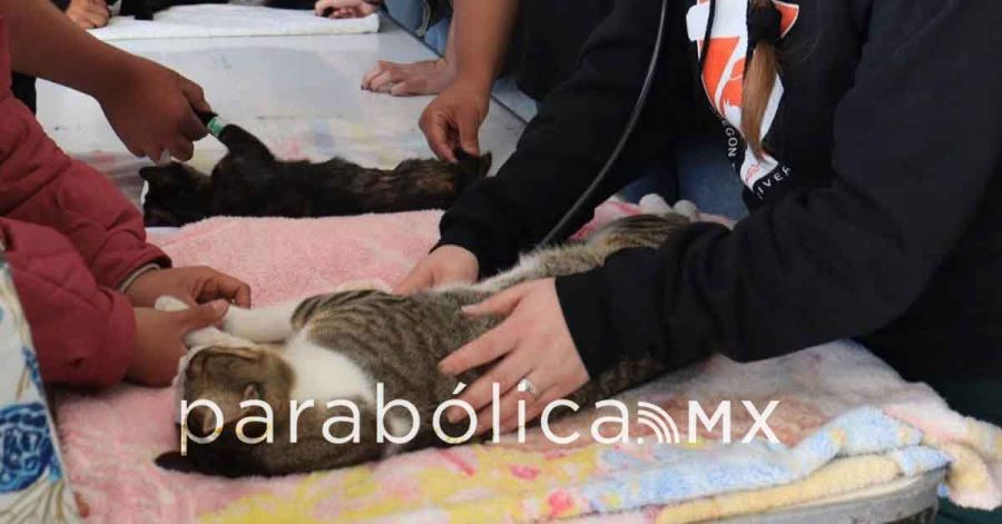 Reporta Medio Ambiente municipal m&aacute;s de 18 mil esterilizaciones gratuitas en Puebla
