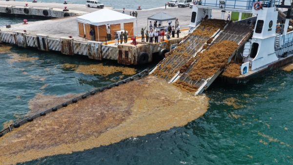 Anuncia presidenta Plan para limpiar de sargazo playas de Quintana Roo
