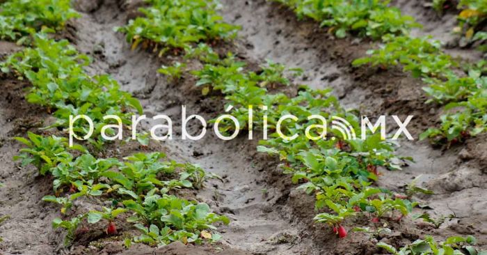 Agr&oacute;nomos piden un Plan Alimentario 2030-2050