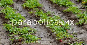 Agr&oacute;nomos piden un Plan Alimentario 2030-2050