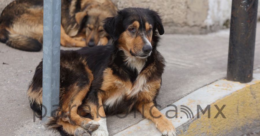 Aprueban desaparici&oacute;n del Instituto de Bienestar Animal; DIF asumir&aacute; sus funciones