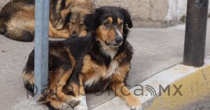 Aprueban desaparici&oacute;n del Instituto de Bienestar Animal; DIF asumir&aacute; sus funciones