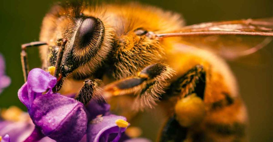 Las abejas, las criaturas m&aacute;s bellas