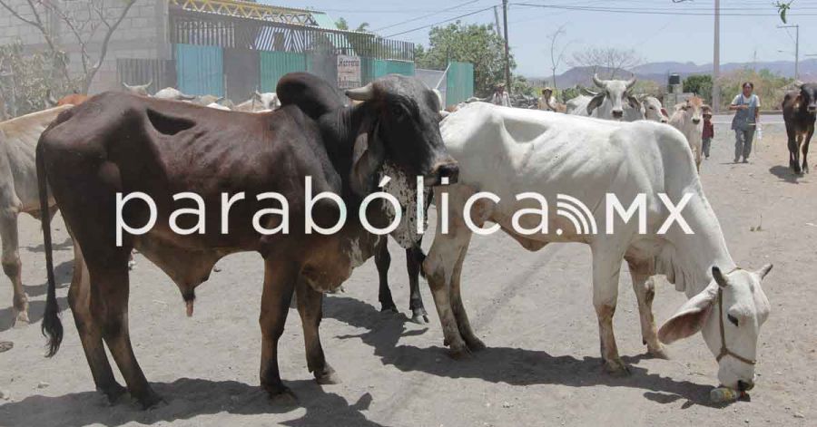 Detecta Salud Puebla&nbsp;5 casos de miasis por gusano barrenador