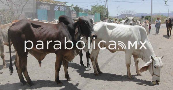 Detecta Salud Puebla&nbsp;5 casos de miasis por gusano barrenador