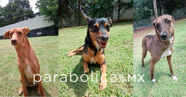 Protegen DIF y Fiscal&iacute;a a tres caninos ante presunto maltrato en San Andr&eacute;s Cholula