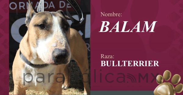 Impulsa Pepe Chedraui la adopci&oacute;n responsable de perritos