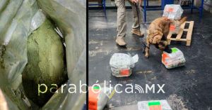 Aseguran en Aduanas del AICM ocho kilos de hojas de coca procedente de Colombia