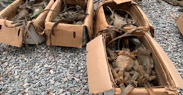 Presenta Profepa denuncia por saqueo de 192 iguanas verdes en Oaxaca