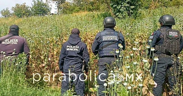 Aseguran Polic&iacute;a Estatal y Municipal sembrad&iacute;o de amapola en Zoquitl&aacute;n