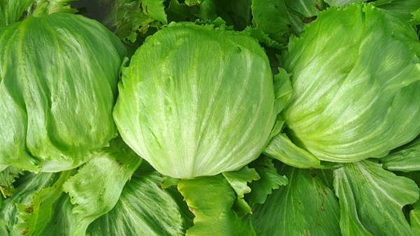 Que siempre no: lechuga mexicana no tiene par&aacute;sitos, dice la FDA
